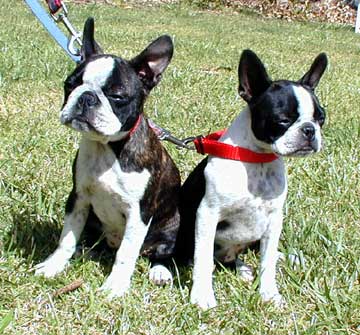 Fourteen weeks old with sister Tommy