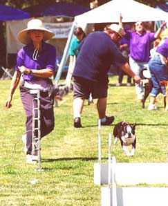 Jesse - Flyball