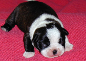 Kersee - 5 Days Old