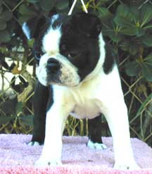 Lucy at 7 Weeks