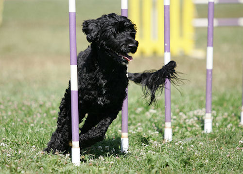 Sparky July 2009