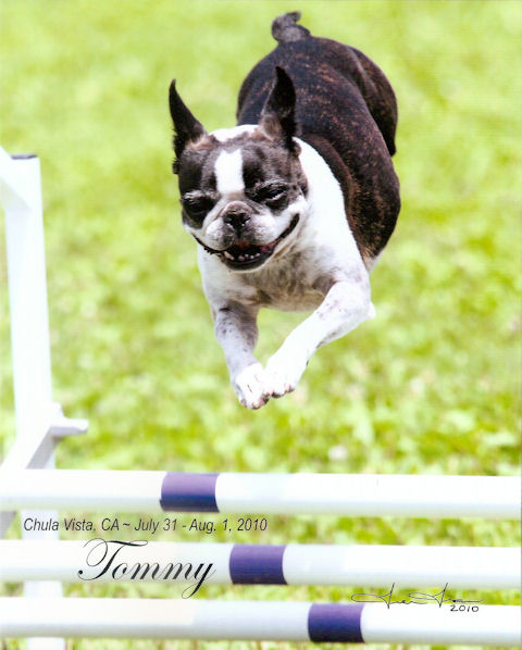 Tommy AKC