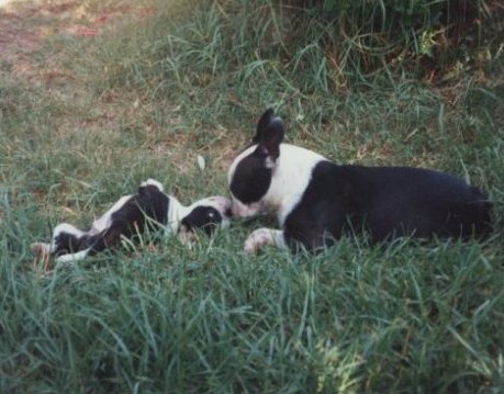 Toy and Son Jesse