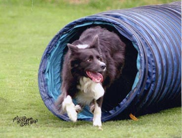 Dottie - Tunnel