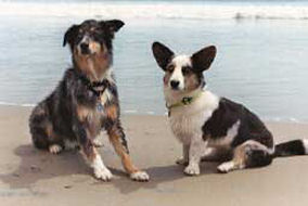 Pepper at Beach