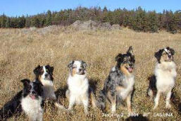 Pepper Gility Dog Hike
