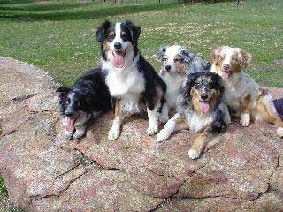 Hanna, Shooter, Sofie, Pepper, and Oh Danny Boy