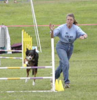 Star - Border Collie